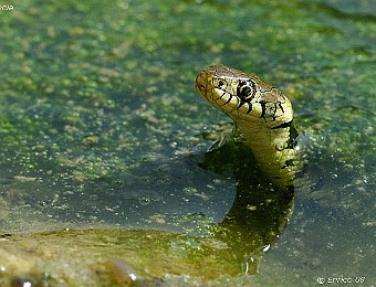 Animali 287